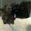 I think my Hermit crab is attempting to eat my snail, the question i have is how did the crab get so high off the ground?!?!?