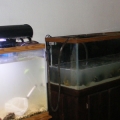 60 next to the 125 transfer water