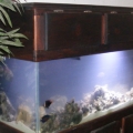Filled and murky.I used the old bio wheel and f5 canister from old tank until new sump and lights were shipped!