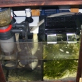 Sump/fuge setup with the skimmer