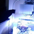 my tank