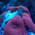 Red Mushrooms with white polka dots