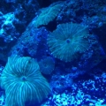 Green Striped Mushrooms