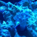 Blue Xenia