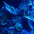Just some of the amazing life on my live rock ;-)
