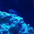 My regular old blenny. Love fighting with Coral Beauty constantly and swirling up my sand bed.