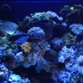My tanks 2 weeks ago.