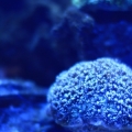 My gunipora, I just turn on the lights so it not that big yet.