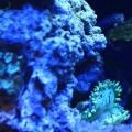 Elegance coral, This is a frag. Im trying to sell it. $25