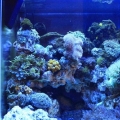 This is how my tank looks now. I got the new sump attched to it to. Now it looks like a built in sump but tis outside.