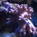 Blue/Purple Devils Finger Leather Coral