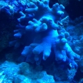 Blue/Purple Devils Finger Leather Coral