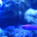 dottyback