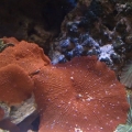 Merry Christmas Shroom