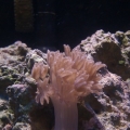 Growing Xenia