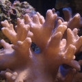 My gorgeous leather coral