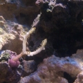 Dying Birds Nest