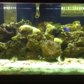 The New 120 gal
