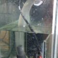 Rio Pump 2500, 529 gal per hr @ 4ft. Tank drilled