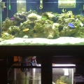 120 gal w/ 30 gal refugium/sump