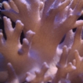 Leather Close-Up