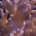 Leather Close-Up Number 2