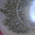 Pomacentrus Eggs 2