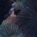 The female clown who has decided to host my green mushrooms