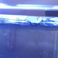 the feet of the lid