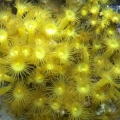 Yellow polyp