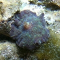 Mushroom frag