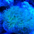 Frog spawn from gf!