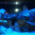 10 Gal Nano