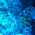 Zoa frag