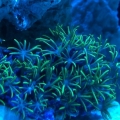 green star polyp