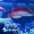 everyone in the tank likes him :) he fit right in. thats always a good thing. you know how it goes when introducing new fish