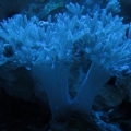 My Blue Xenia frag is now an entire 3 stalk colony