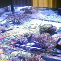 Carol's Tank color correct