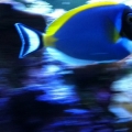 photo (5)