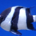 three striped damsel fish
 back when i first got him... he has become quite large now