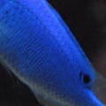 fiji blue devil damselfish

he is a sneaky one... cave dweller !
