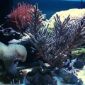 new scape 2