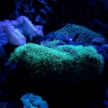 Night time.  I love my Fox coral under the actinics and stunner strips.