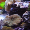 Side view.  The zoa colony started out with about 10 heads, this is about 6 months of growth after fragging the main colony into 3 more pieces (1 not seen).