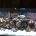 FTS aprox 6-8 months old at the time.