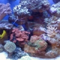 Fish Tank 3