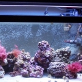 40b Reef