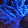 Colt Coral full