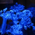 Xenia full
