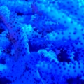 Colt Coral close